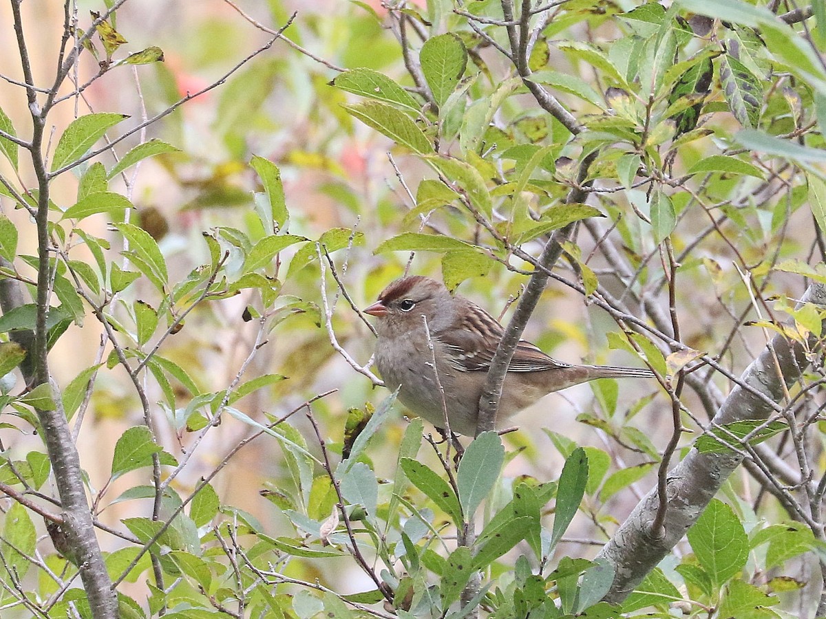 White-crowned Sparrow - ML267611851