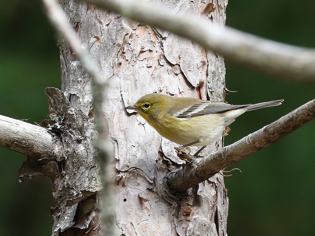 Pine Warbler - ML267611961