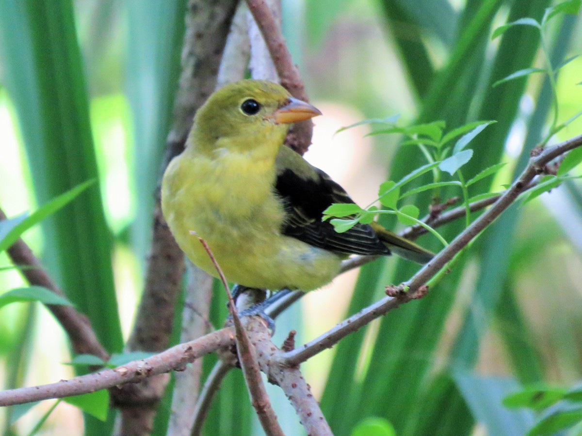 rødpiranga - ML267611991