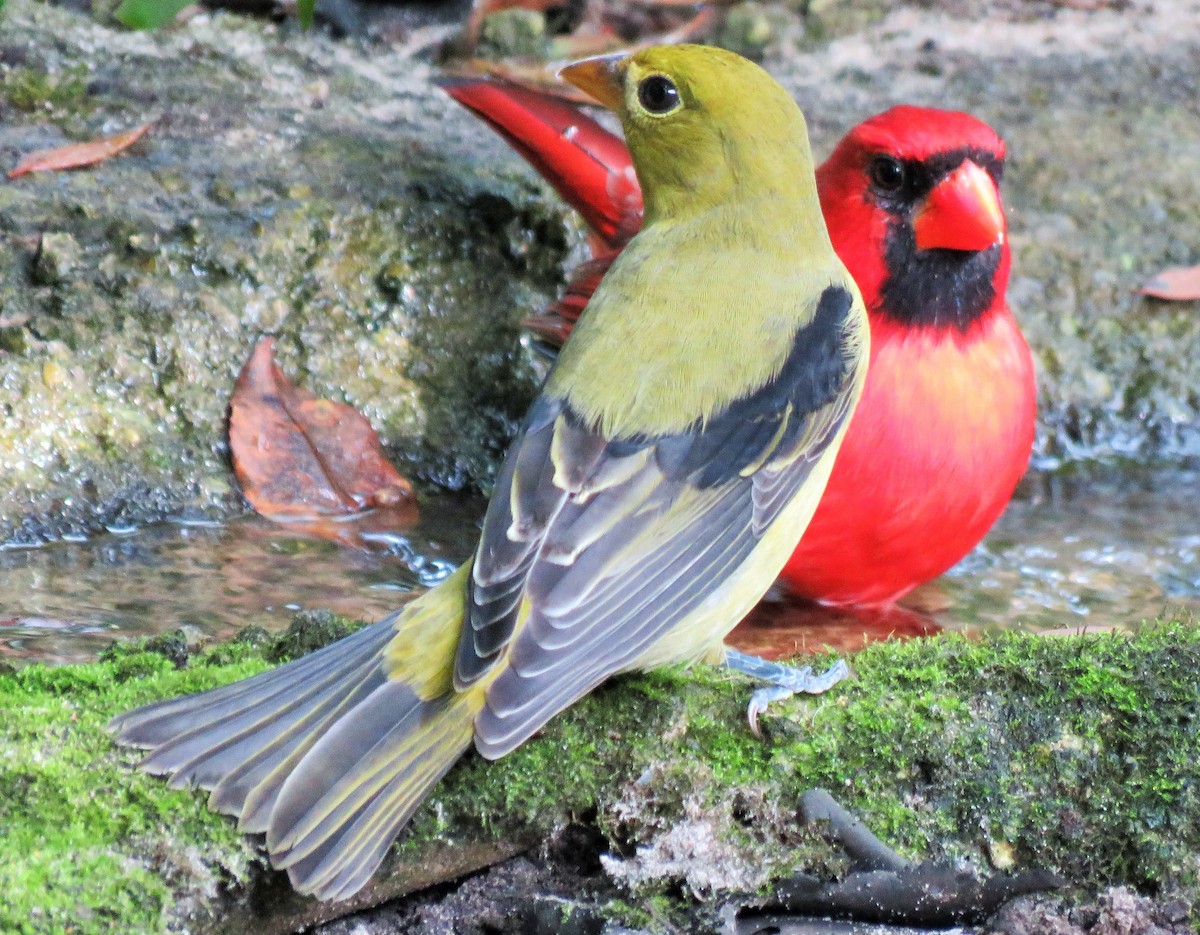 rødpiranga - ML267612191