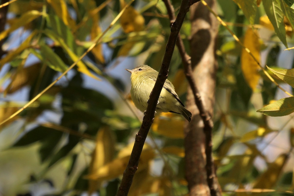 Philadelphia Vireo - Deryl Nethercott