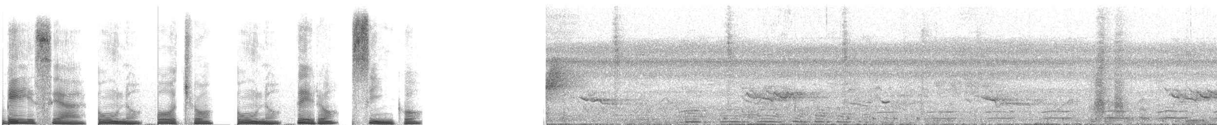 Black-tailed Trogon - ML267613