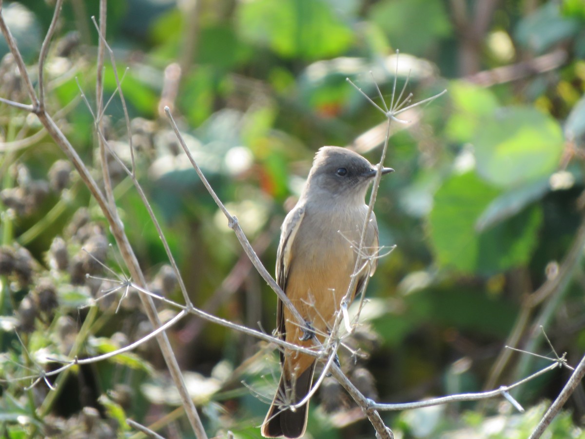 Say's Phoebe - ML267613861