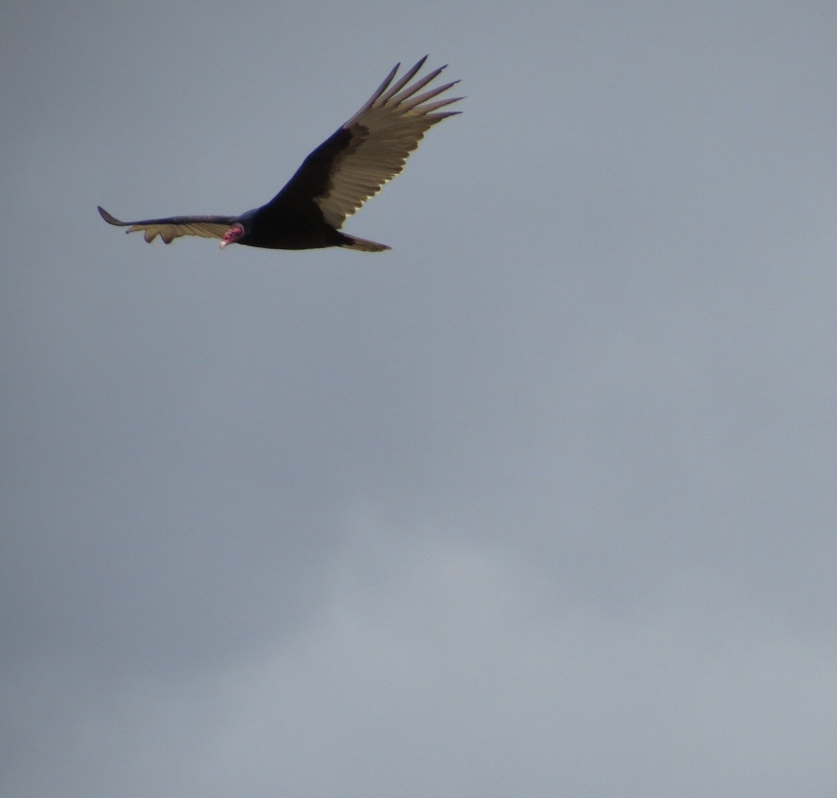 Turkey Vulture - ML26761551