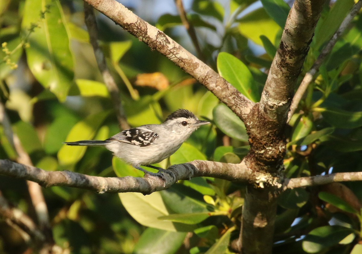 Large-billed Antwren - Daniel Branch