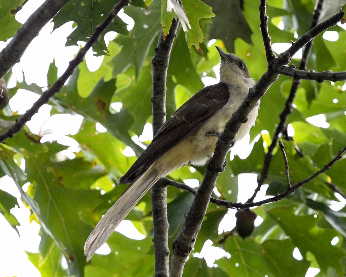 Black-billed Cuckoo - ML267616421