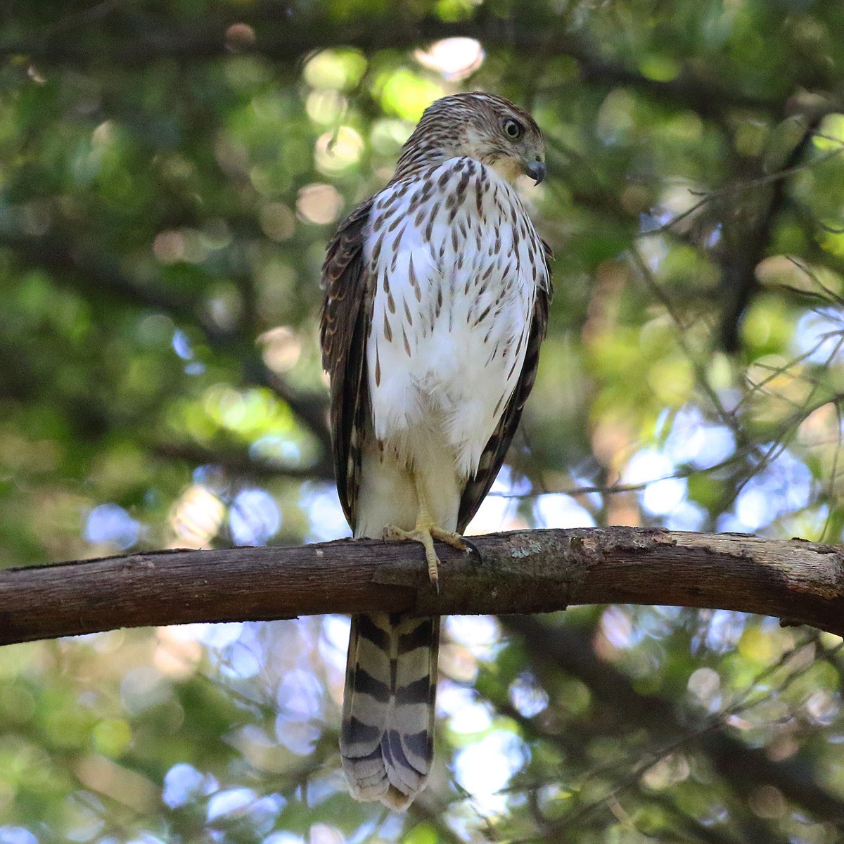 Cooper's Hawk - ML267616611