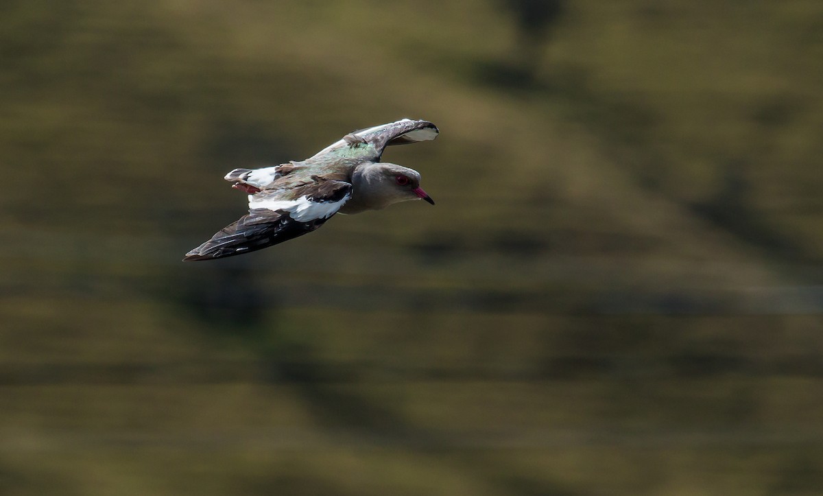 Andean Lapwing - ML267618411