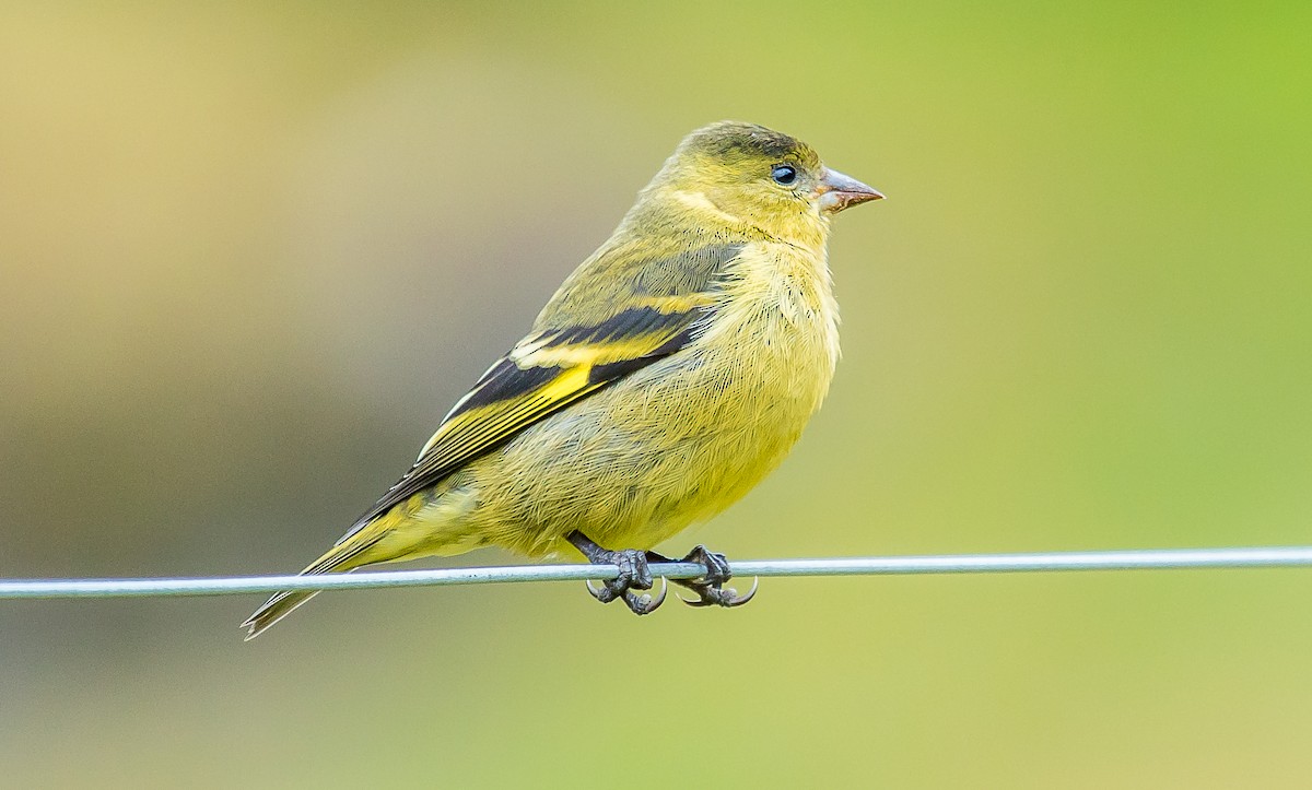 Andean Siskin - ML267619291
