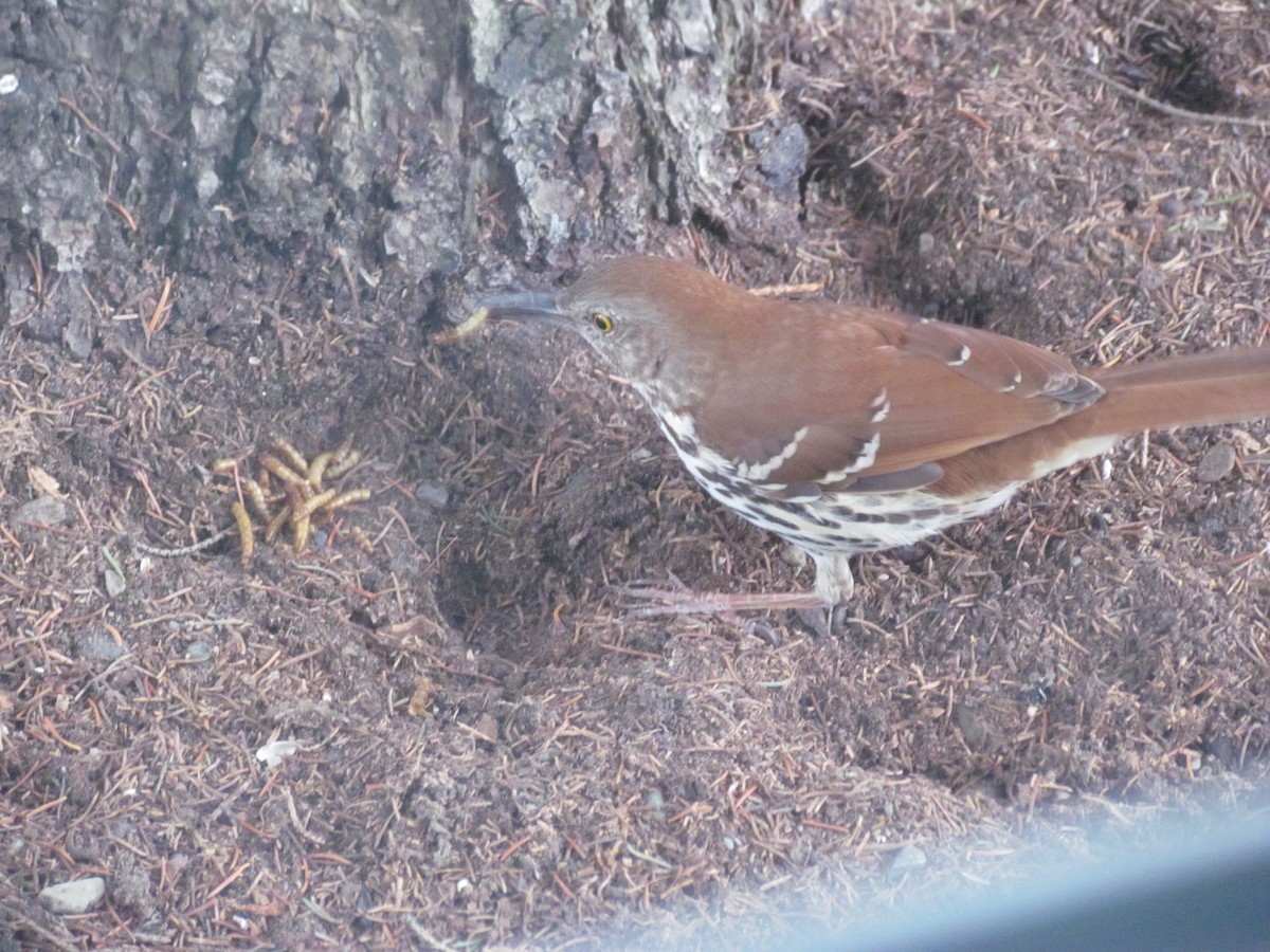 Brown Thrasher - ML26762011