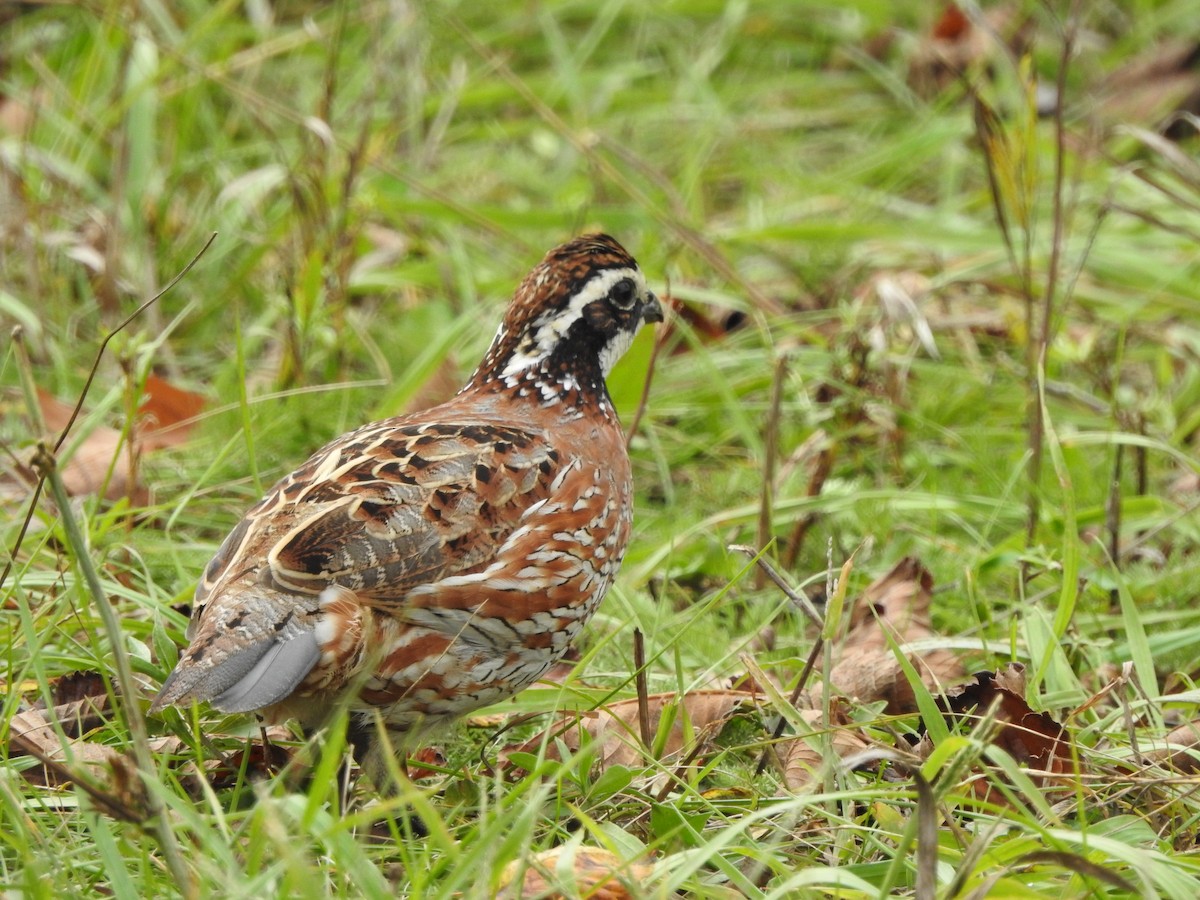 שליו אמריקני - ML267621751