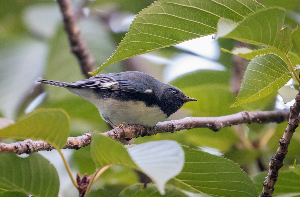 Black-throated Blue Warbler - ML267622311