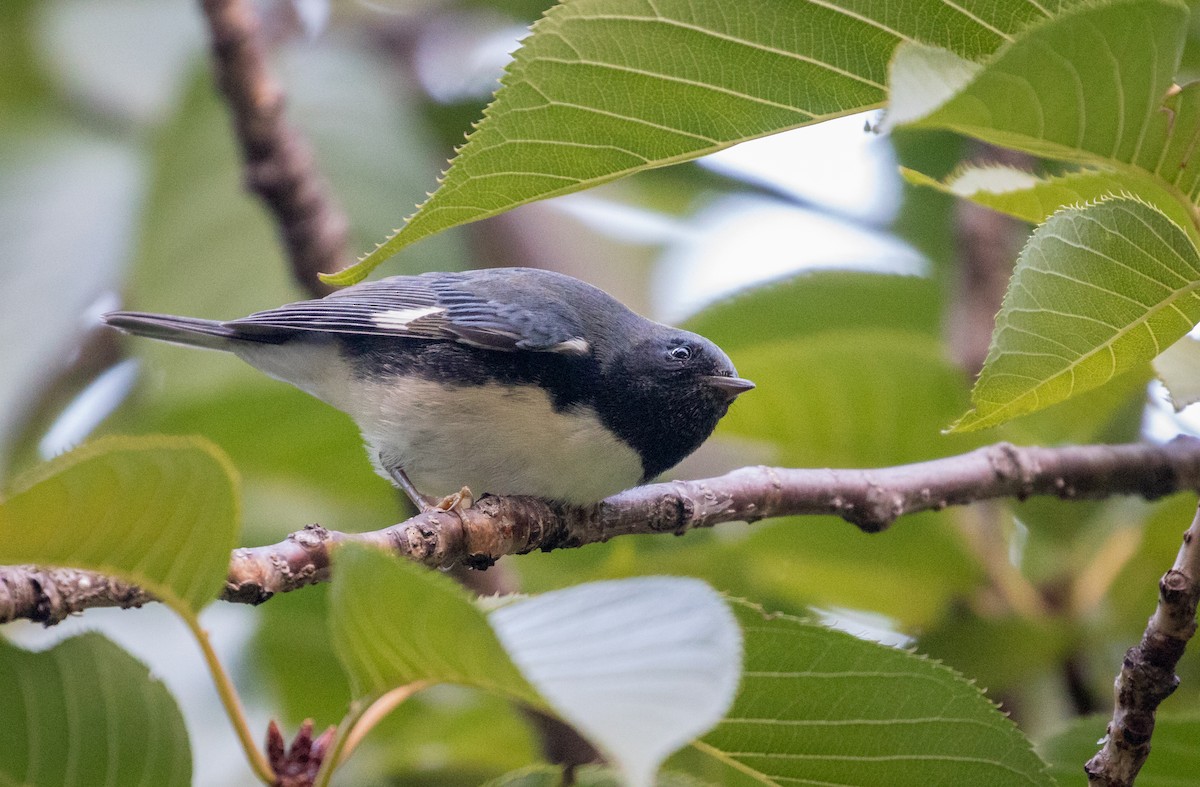 Black-throated Blue Warbler - ML267622331
