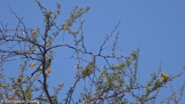 Band-tailed Sierra Finch - ML267622411