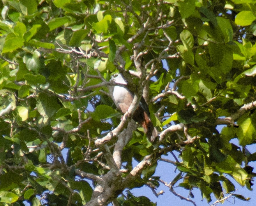 Микронезийский плодовый голубь - ML267626451