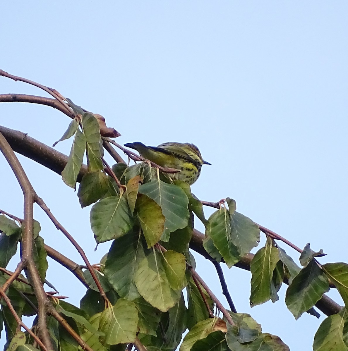 Cape May Warbler - ML267626631