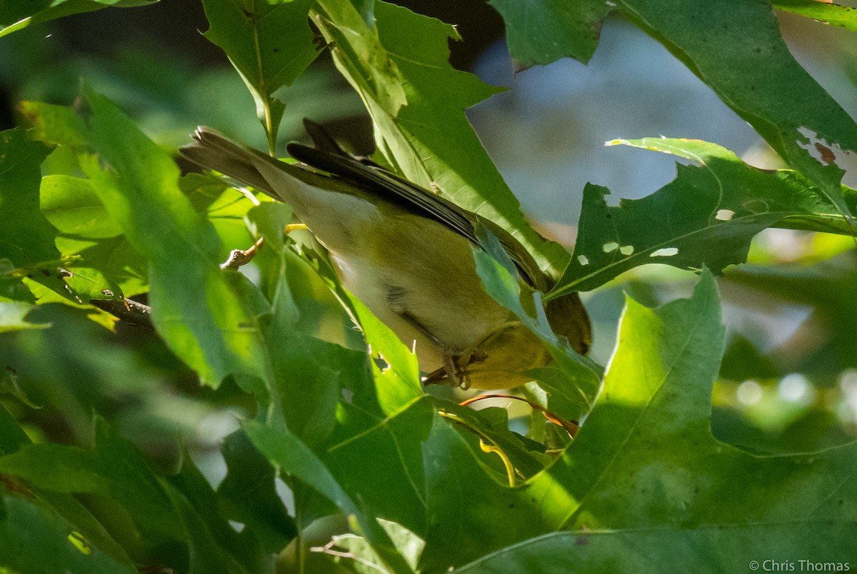 Tennessee Warbler - ML267631551