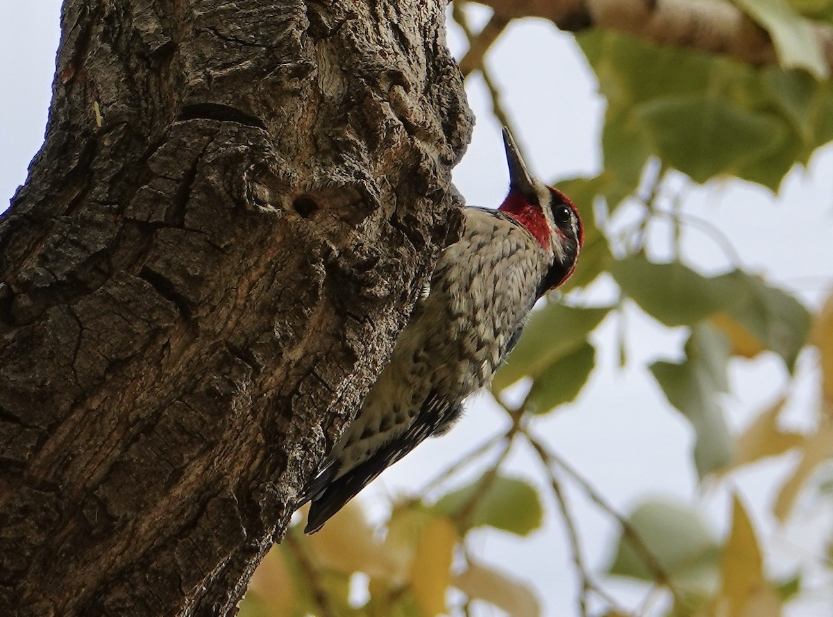 Red-naped Sapsucker - ML267633821