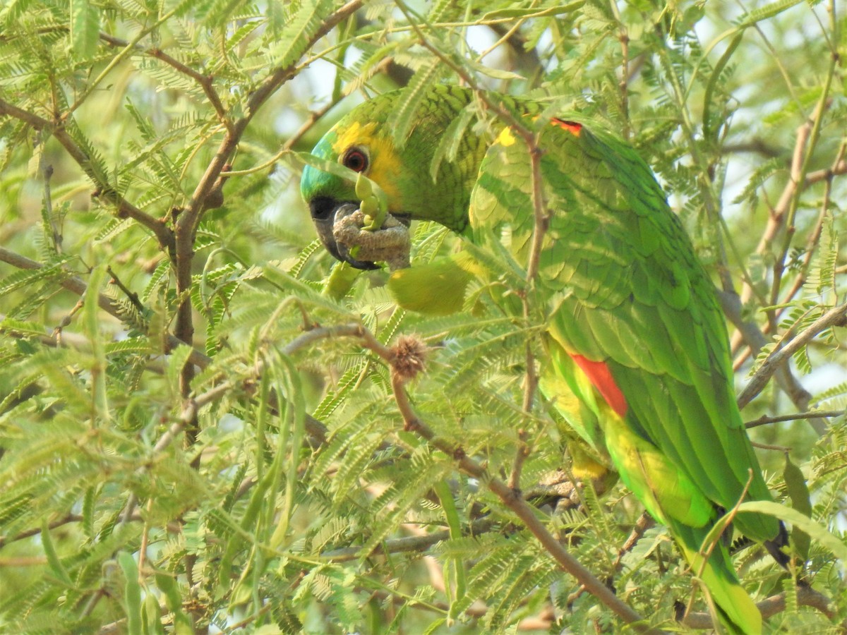 Turquoise-fronted Parrot - ML267634171