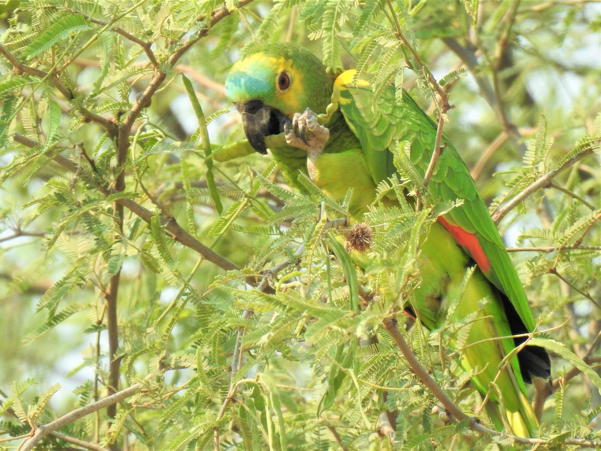 Turquoise-fronted Parrot - ML267634221