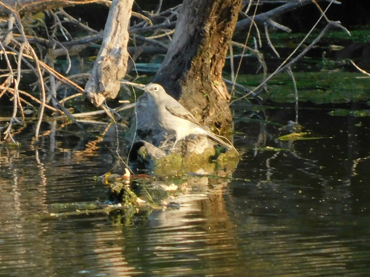 Townsend's Solitaire - ML267639351