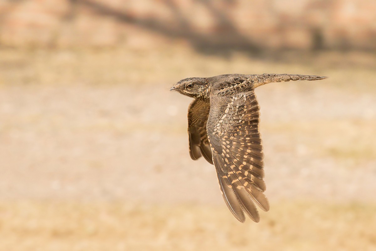 Scissor-tailed Nightjar - Jorge Claudio Schlemmer