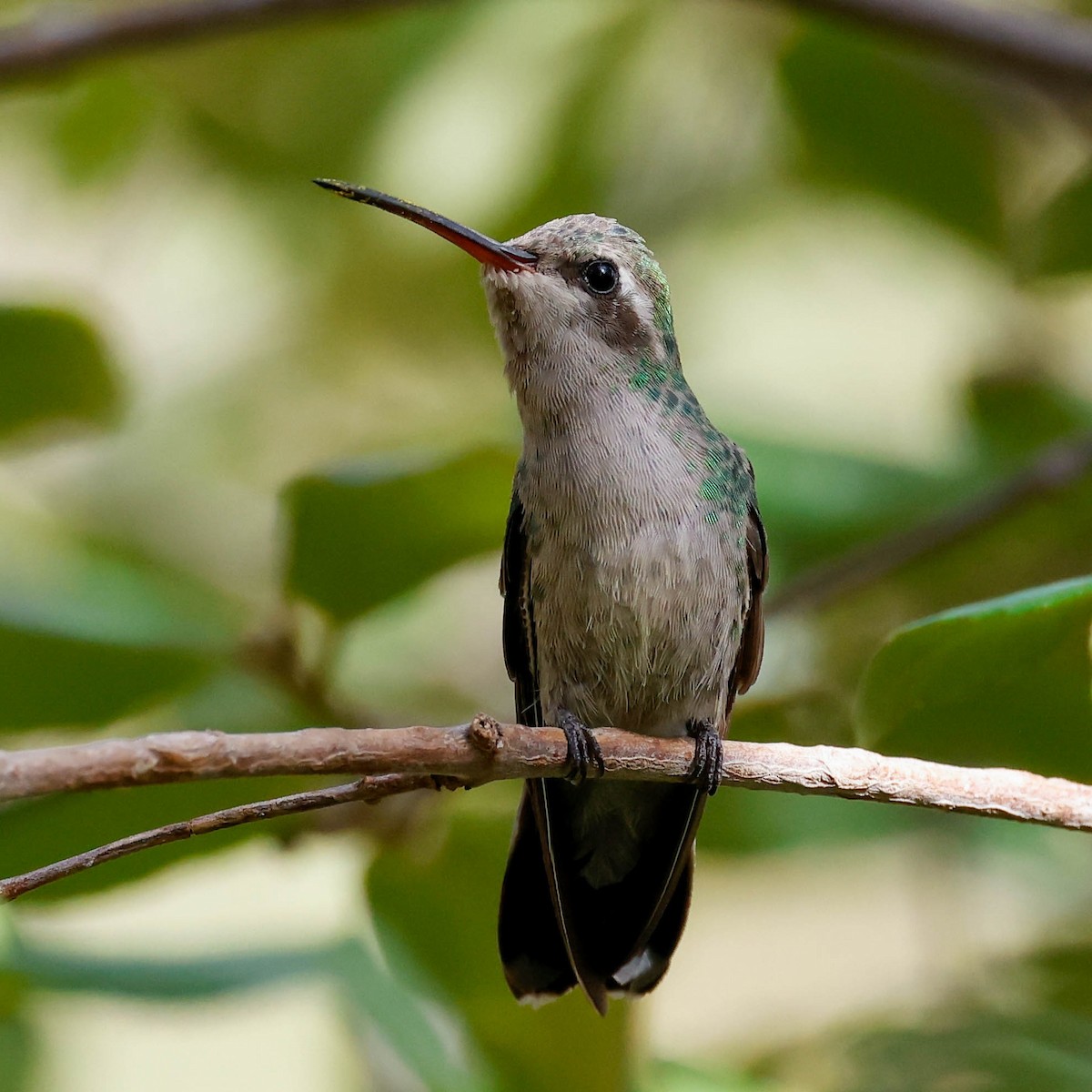Broad-billed Hummingbird - Fernando Ortega
