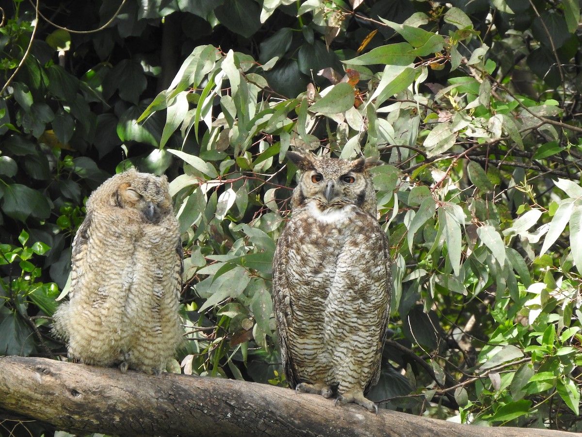 Great Horned Owl - Alinson Andueza