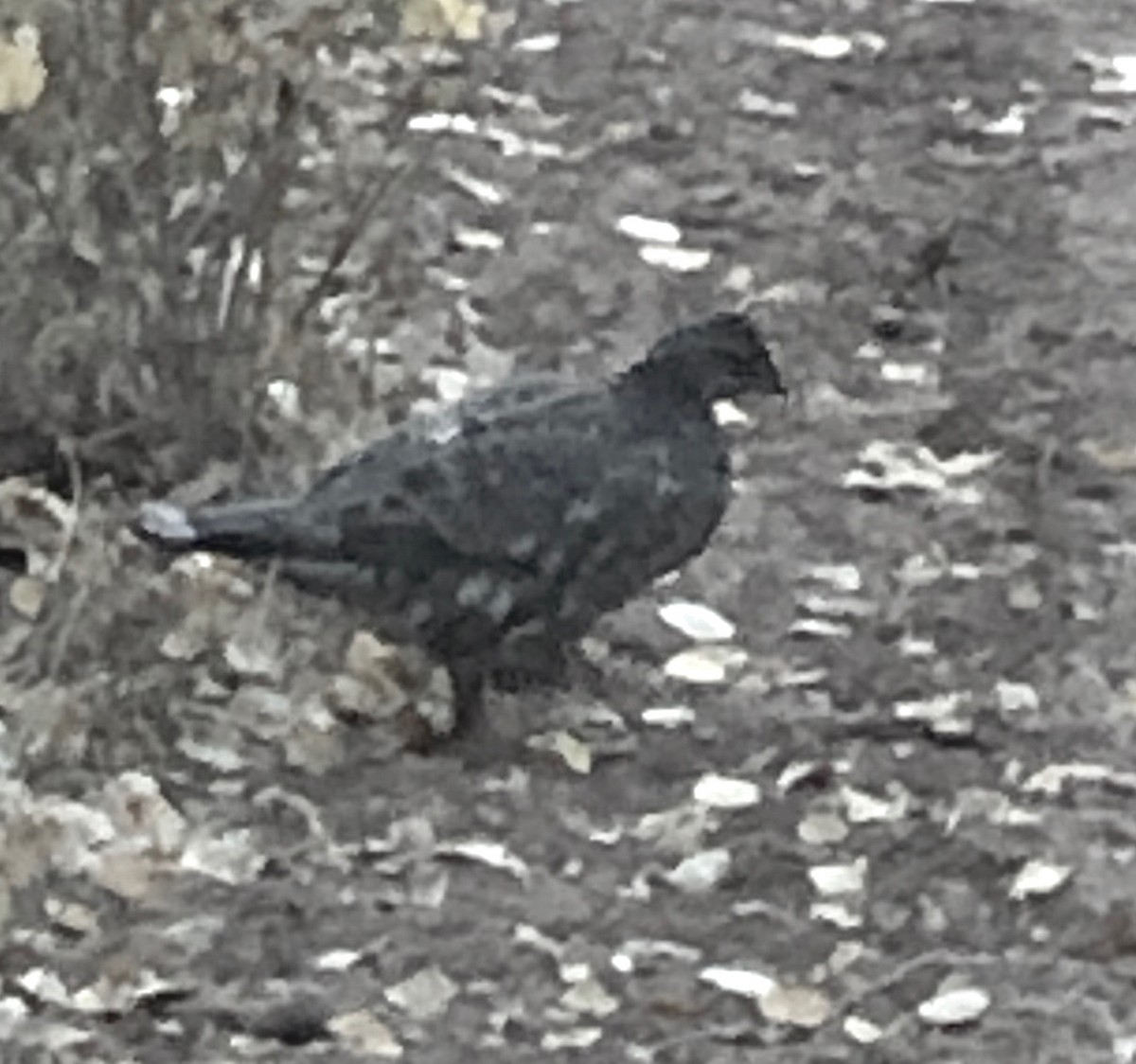 Dusky Grouse - ML267644621