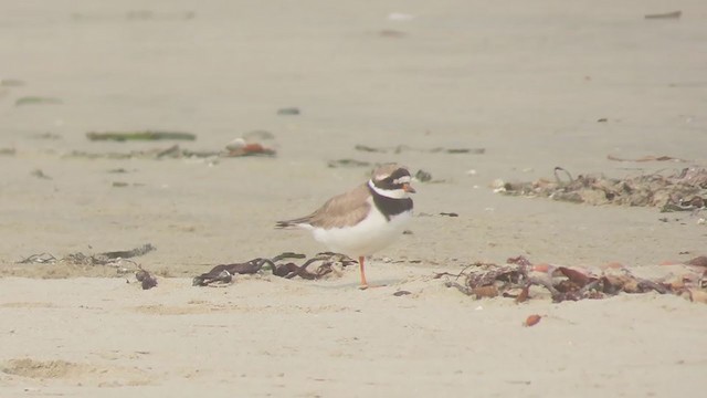 Common Ringed Plover - ML267645151