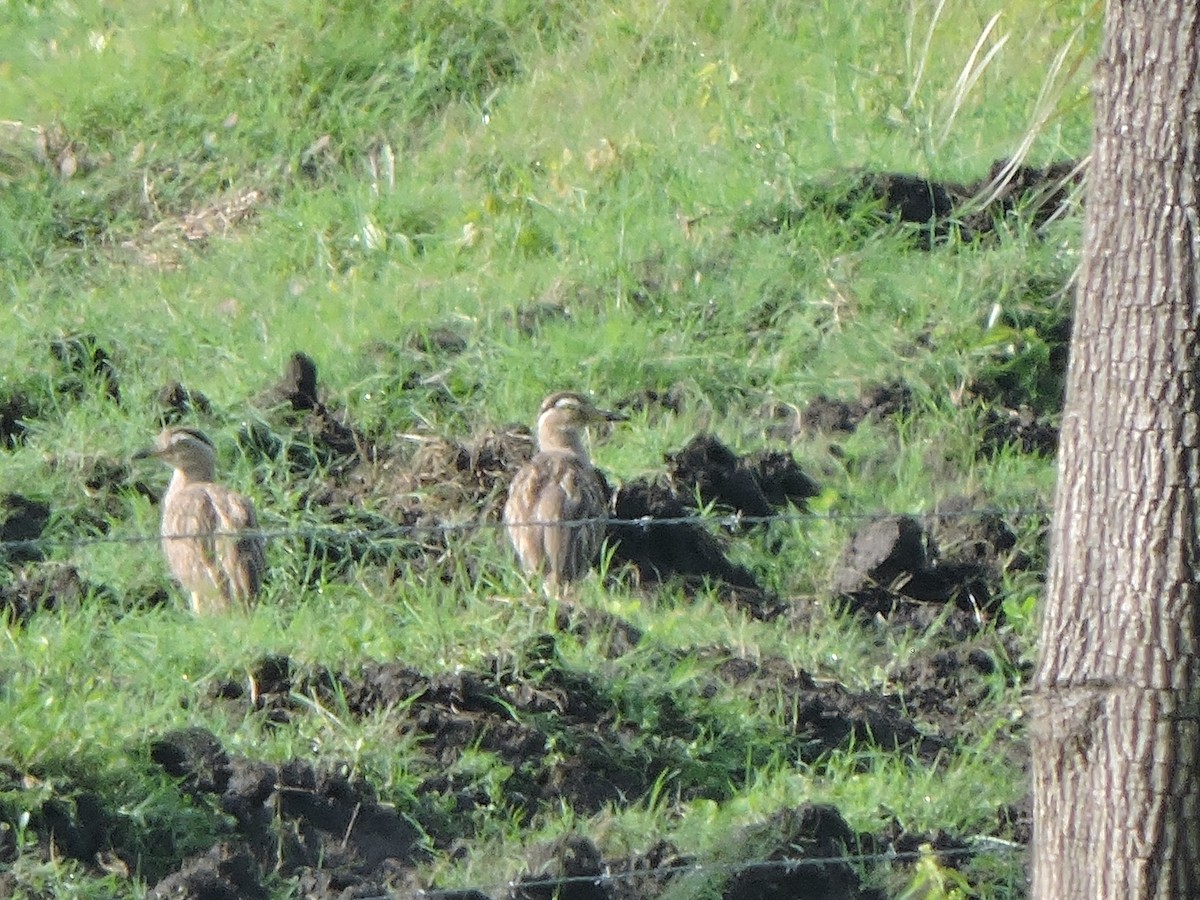 Double-striped Thick-knee - ML267645671