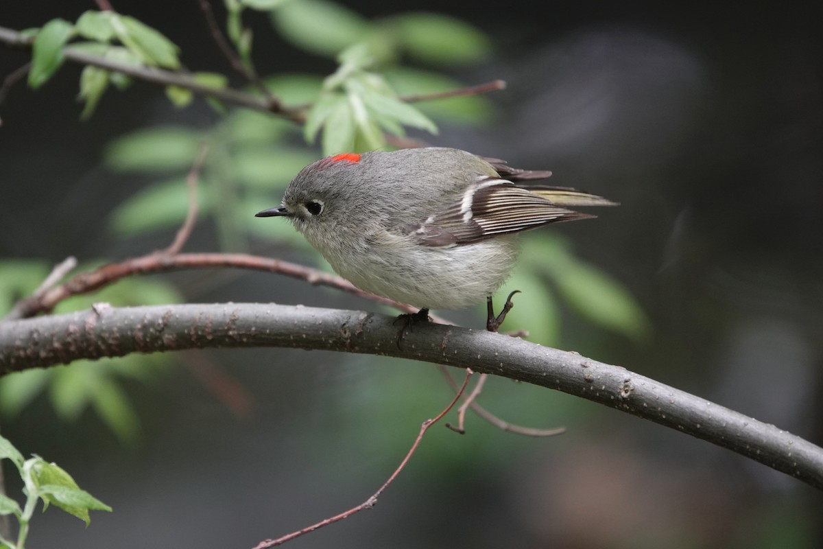 Ruby-crowned Kinglet - Ed Gaillard