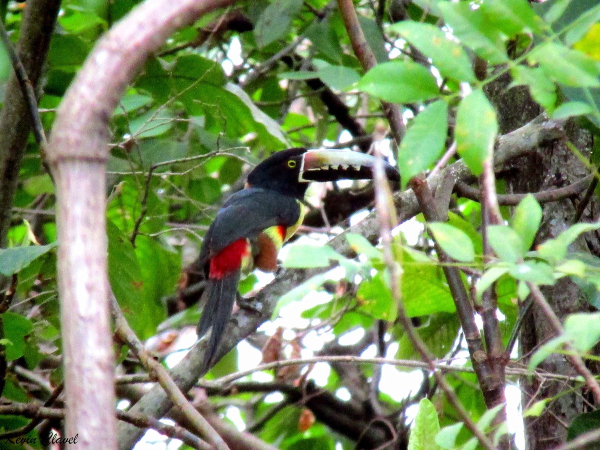 Collared Aracari - Kevin Clavel