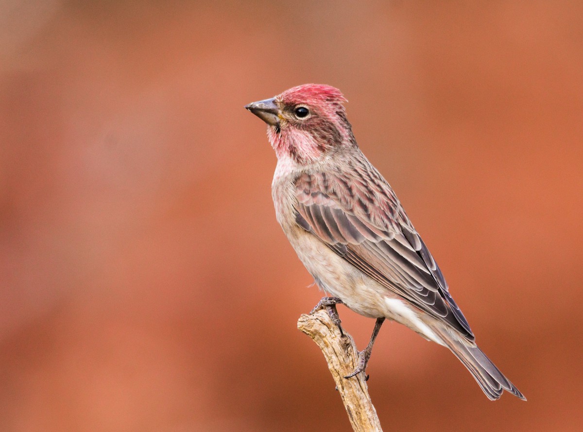 Cassin's Finch - ML267646501