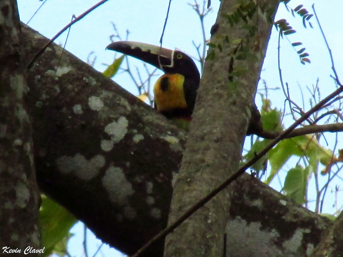 Collared Aracari - Kevin Clavel