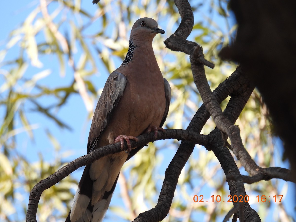 Spotted Dove - ML267648451