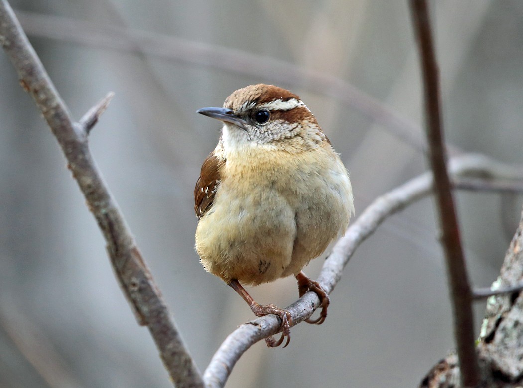 Carolina Wren - ML26765061