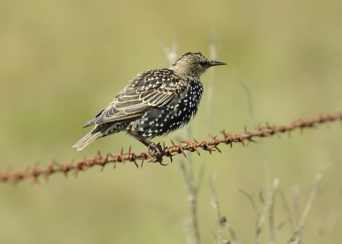 European Starling - Donald Casavecchia