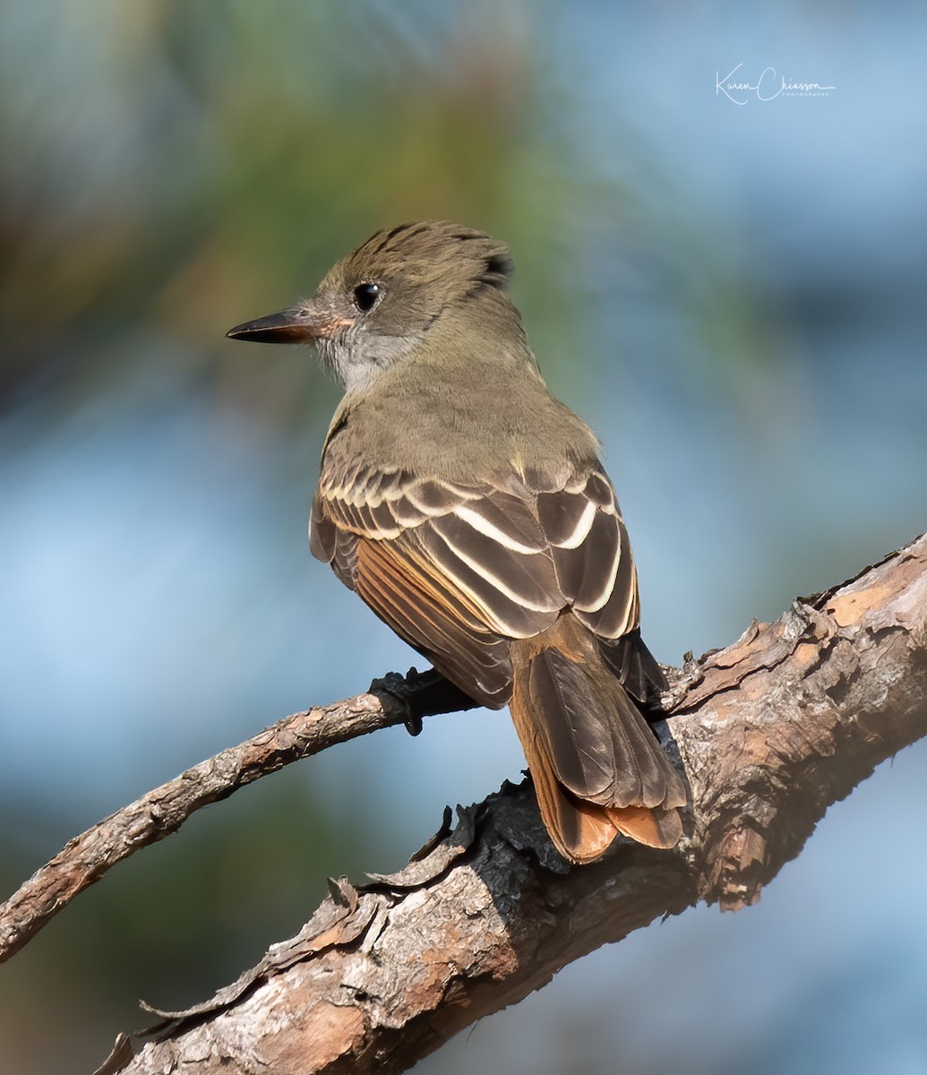 Great Crested Flycatcher - ML267652531