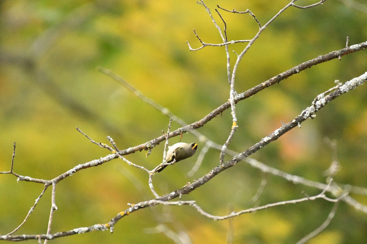 Golden-crowned Kinglet - ML267652571