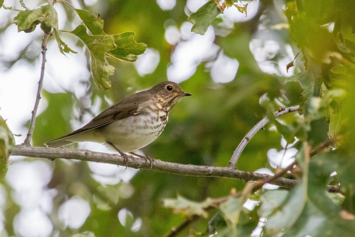 Swainson's Thrush - ML267655571