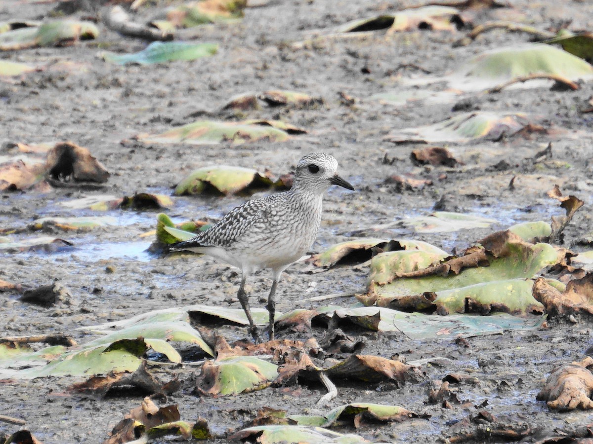 Black-bellied Plover - ML267655691