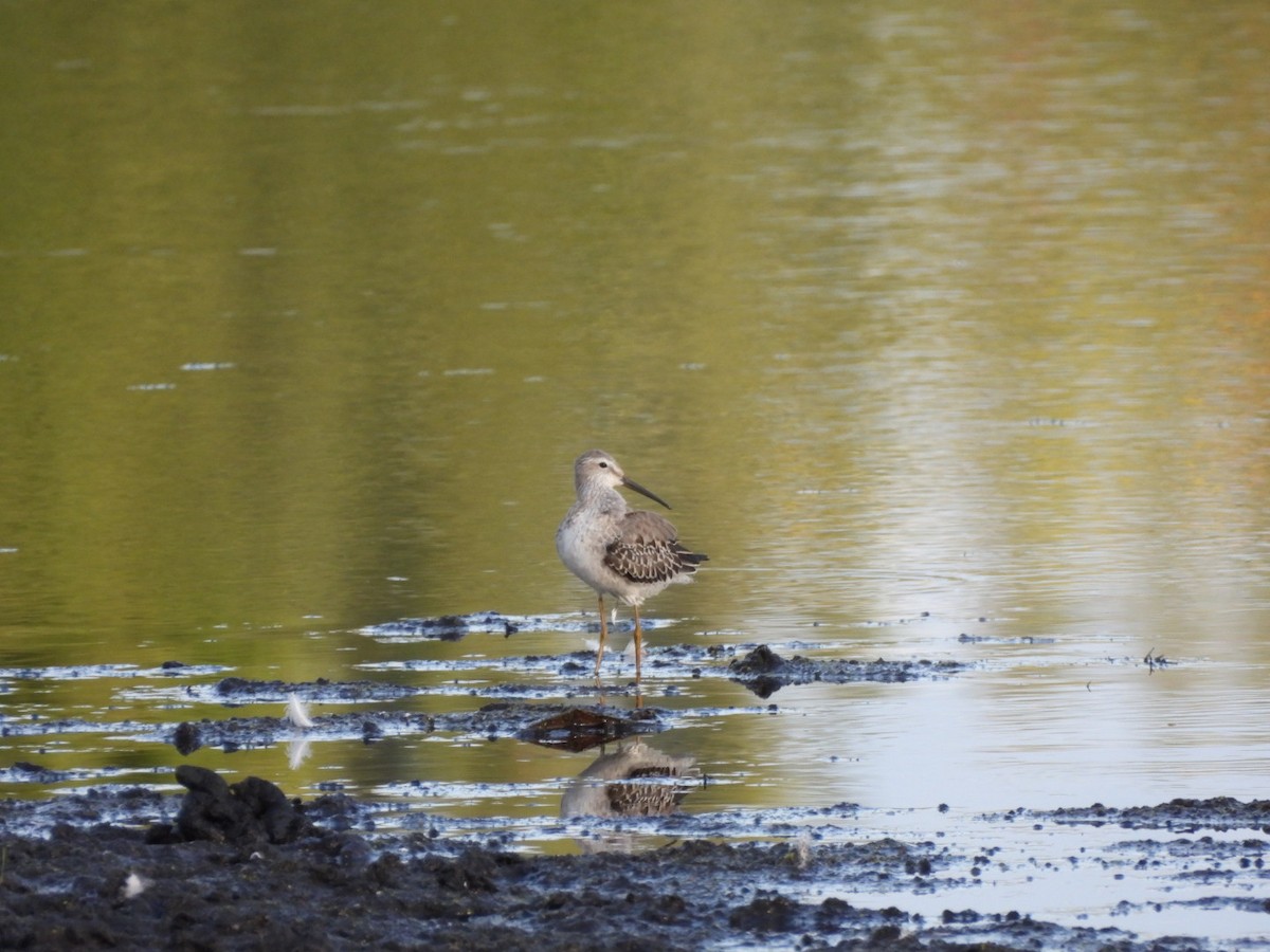 Stilt Sandpiper - ML267663901