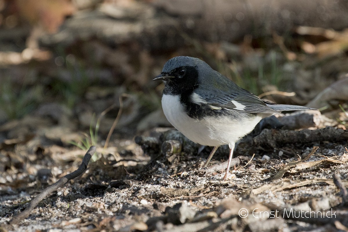 Black-throated Blue Warbler - ML267664121