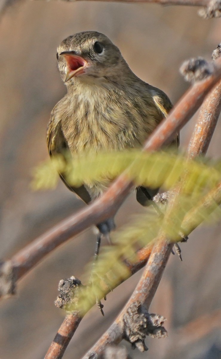 Palm Warbler - ML267664731