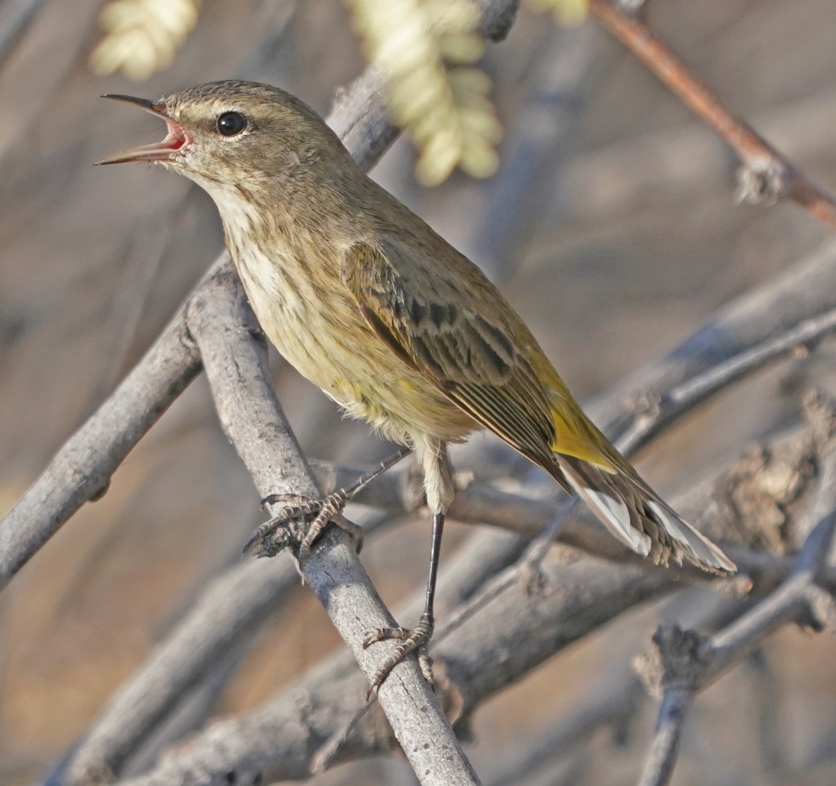 Palm Warbler - ML267664761