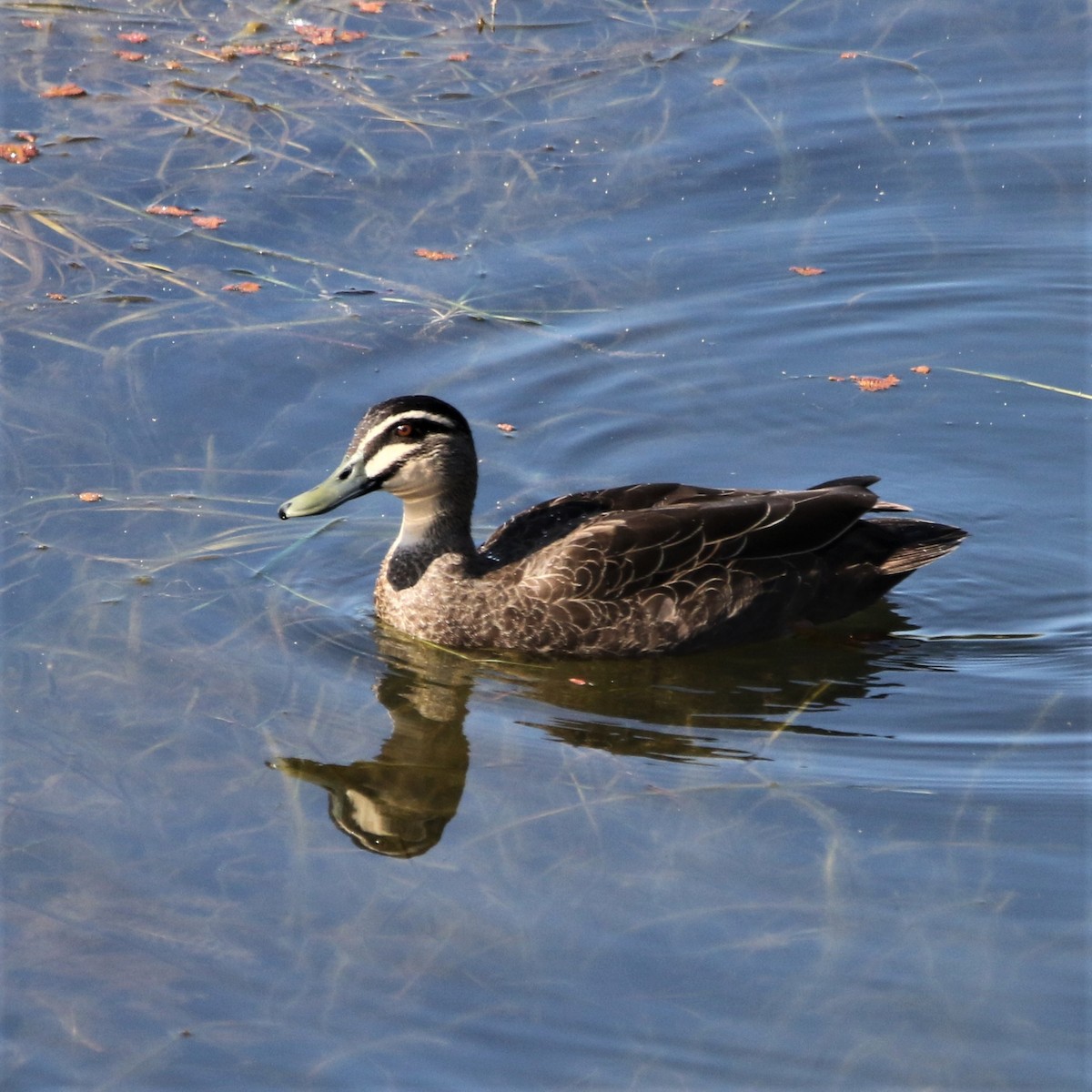 Pacific Black Duck - ML267665471