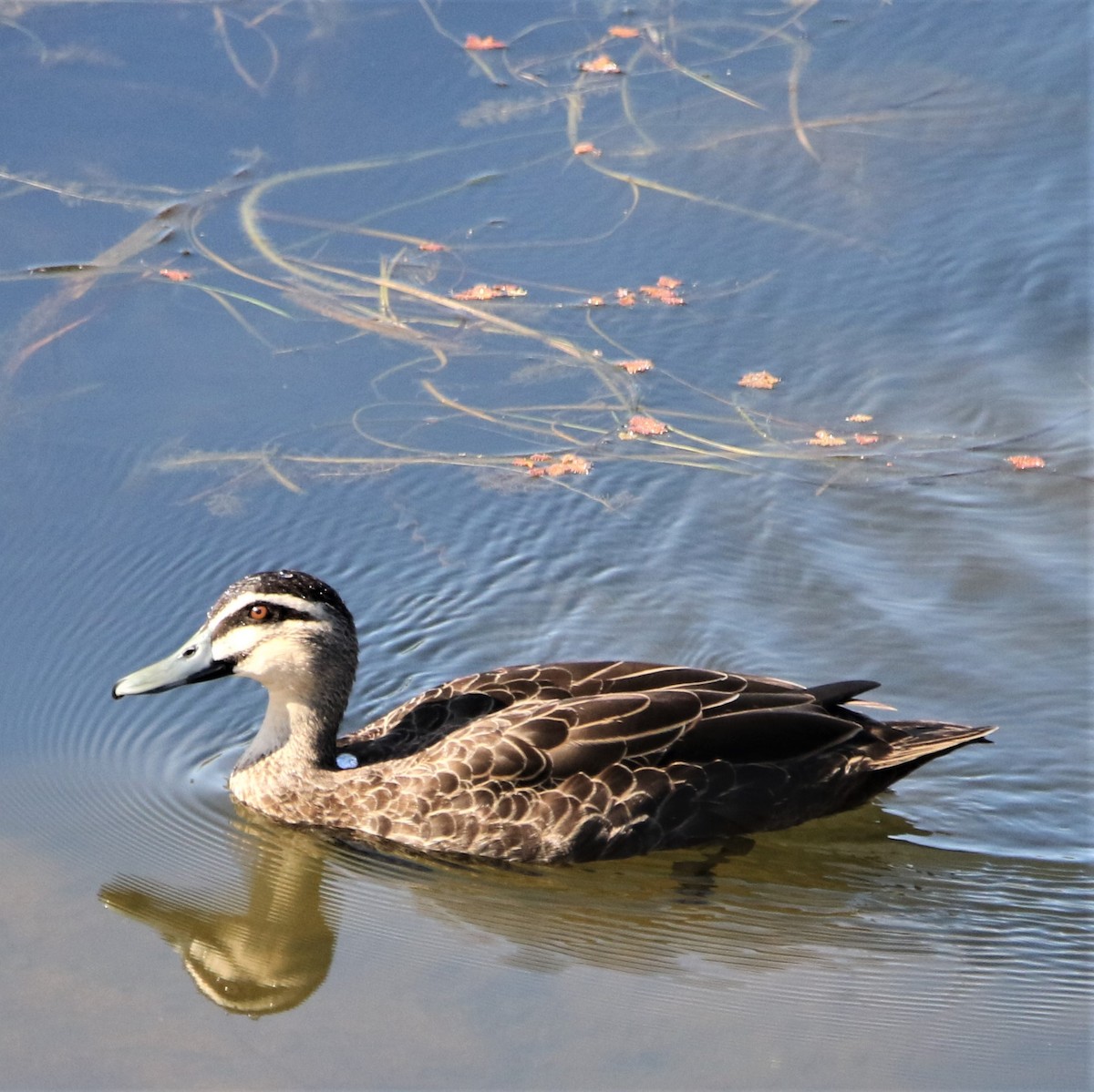 Pacific Black Duck - ML267665501