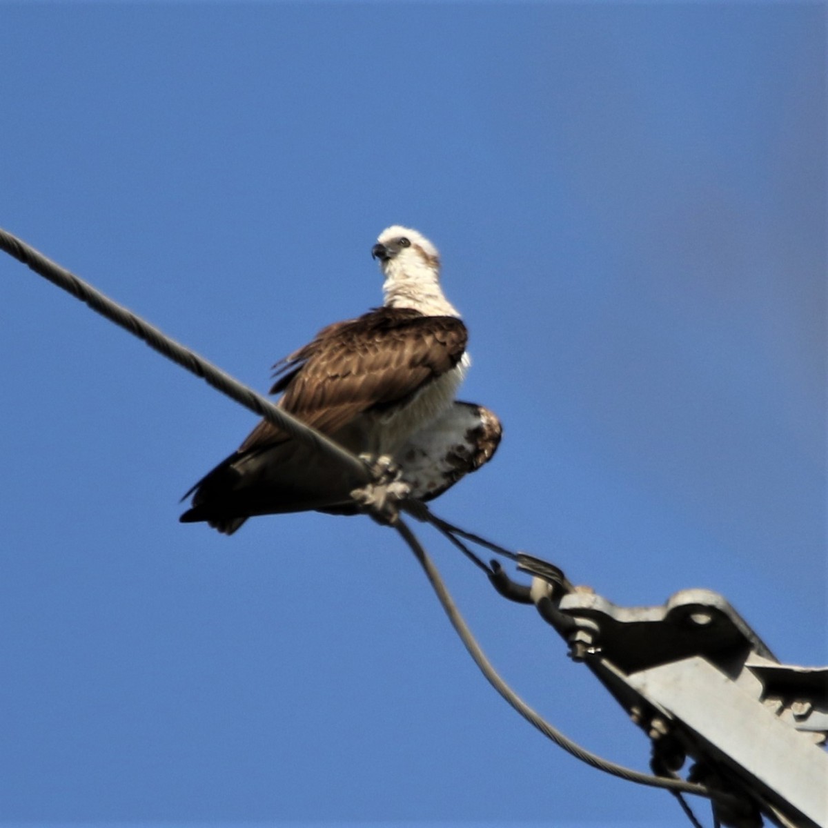 Águila Pescadora - ML267665581