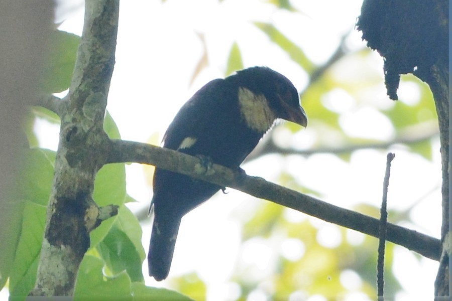 Dusky Broadbill - ML26766611